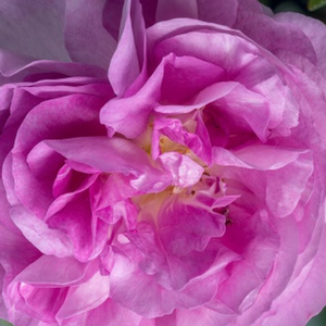 Интернет-Магазин Растений - Poзa Бест Импрешн® - розово-белая - Чайно-гибридные розы - роза с тонким запахом - Ганс Юрген Эверс - Роза с крупными, превосходными цветами, которые не только прекрасно смотрятся , но и хорошо подходят для срезки.